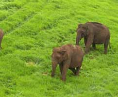 Tour Package Munnar