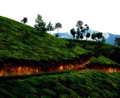 Holiday Package Munnar