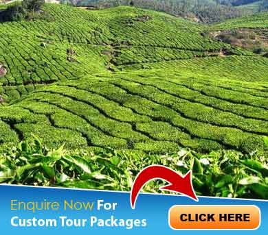 Munnar Tour Packages