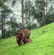 Munnar Tour Packages